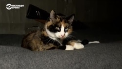 Репортаж Настоящего Времени с позиций украинских военных под Покровском